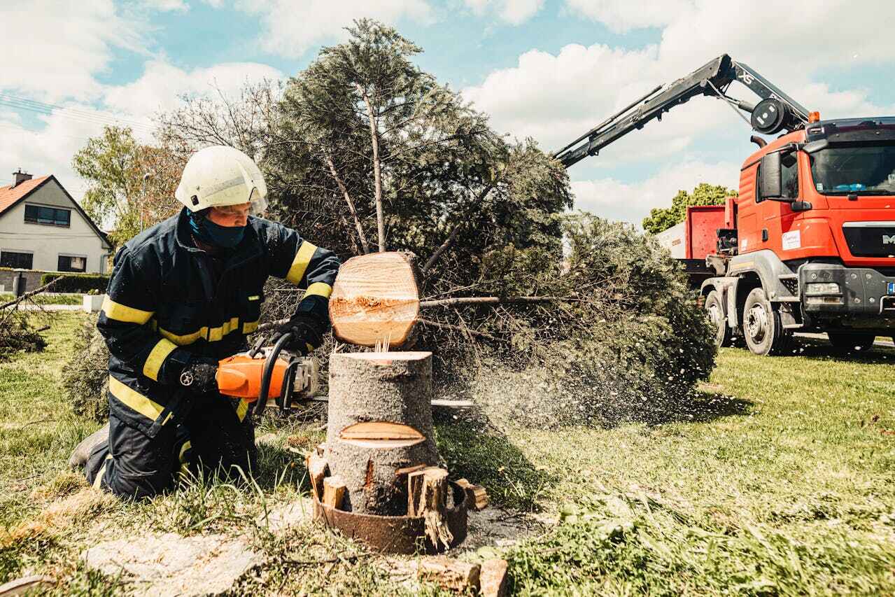 Best Tree Pruning Services  in Wabasso Beach, FL